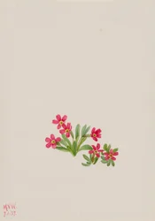 Primula angustifolia