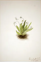 Viola primula (Viola primulifolia)