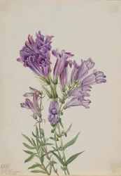 Pentstemon viola (Pentstemon lyallii)