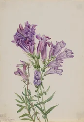 Purple Pentstemon Pentstemon lyallii, 1923