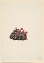 Sassifraga viola (Saxifraga oppositifolia)