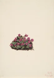 Sassifraga purpurea
