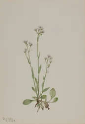 Pussy-Toes (Antennaria racemosa)