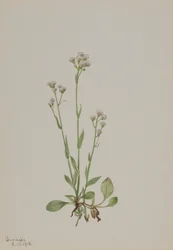 Antennaria racemosa