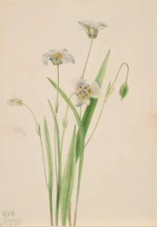Orecchie di gatto, Calochortus elegans, 1923.