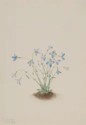 Quacchere (Houstonia caerulea)