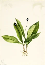Queencup Clintonia uniflora, 1922
