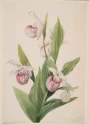 Pantofola della regina (Cypripedium reginae)