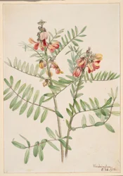 Rabbitbean (Cracca virginiana)