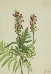 Pedicularis bracteosa dal casco rosso, 1924
