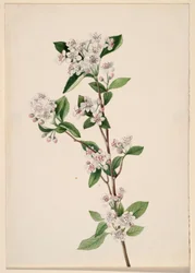 Aronia rossa (Aronia arbutifolia)