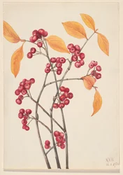 Aronia arbutifolia, 1920