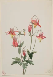 Aquilegia rossa (Aquilegia formosa)