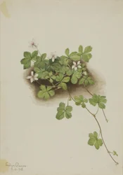 Rugiada rossa (Rubus pedatus)