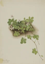 Rovo rosso Rubus pedatus