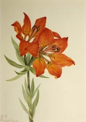 Giglio rosso