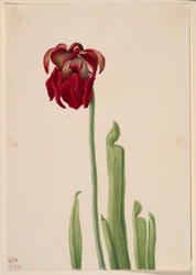 Pianta grassa rossa (Sarracenia jonesii)