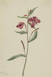 Salice rosso (Epilobium latifolium)
