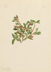 Salice di roccia (Salix petrophila)