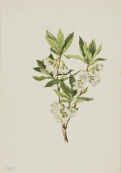 Rododendro delle Montagne Rocciose (Rhododendron albiflorum)