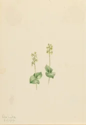 Ophrys necrophylla (Ophrys necrophylla)
