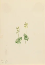 Twayblade delle Montagne Rocciose Ophrys necrophylla, 1919
