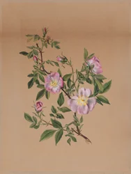 Malva rosa (Hibiscus moscheutos)