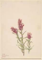 Pennello rosa (Castilleja pallida)