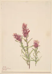 Pennello di rosa Castilleja pallida, 1920