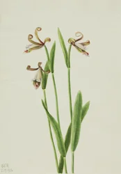 Orchidea Rosebud Pogonia divaricata, 1926
