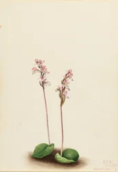 Orchidea a foglie rotonde (Orchis rotundifolia)