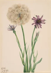 Salsify Tragopogon porrifolius, 1921