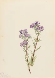 Phacelia delle sabbie (Phacelia linearis)