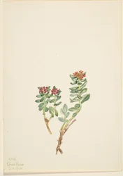 Sanifoiga adscendeus
