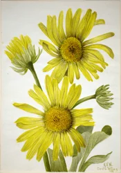 Testa di raso (Enceliopsis covillei)