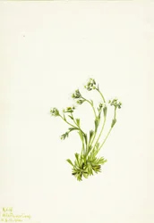 Sassifraga (Saxifraga caespitosa)