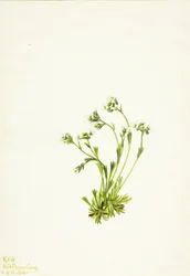 Sassifraga caespitosa