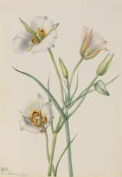 Giglio di Sego (Calochortus nuttallii)