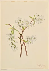 Ombrellifere (Amelianchier oblongifolia)