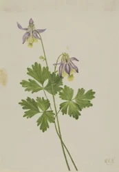 Aquilegia breve (Aquilegia brevistyla)