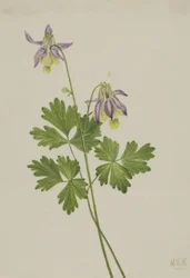 Colombina a Sperone Corto Aquilegia brevistyla, 1907