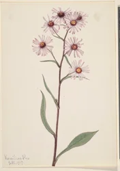 Aster vistoso (Aster conspicuus)
