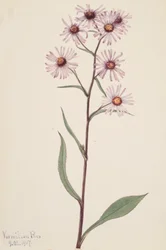 Aster vistoso Aster conspicuus, 1917