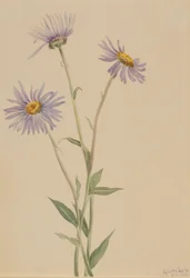 Flebano vistoso (Erigeron salsuginosus)