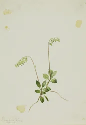 Campanelle laterali Pyrola (Pyrola secunda)