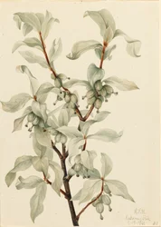 Elaeagnus commutata