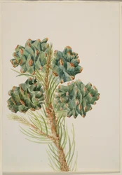 Pino a foglia singola (Pinus monophylla)