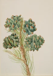 Pino a Foglia Singola Pinus monophylla, ca. 1930s