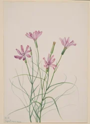 Erba scheletrica (Lygodesmia grandiflora)