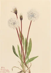 Agoseris snella (Agoseris gracilens)